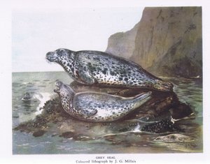 Phoques gris, Nature en Grande-Bretagne publiée par Collins, 1946