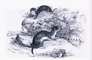 Études de blaireaux, Nature en Grande-Bretagne publiée par Collins - John Guille Millais
