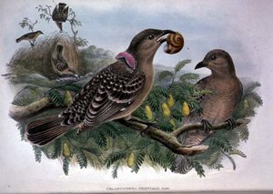 Chlamydera orientalis - John and Hart William Gould