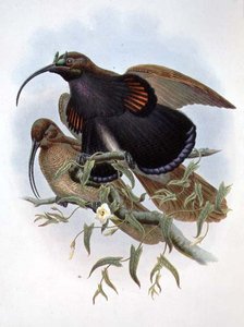 Drepanornis Albertisi - John and Hart William Gould