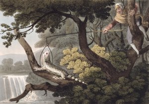 Chasseur de lézards mexicain, gravé par Matthew Dubourg (fl.1785-1820), publié par Edward Orme, 1813