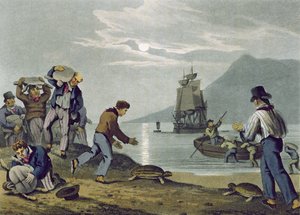 Capture de Tortues sur Terre, gravé par Matthew Dubourg, publié par Edward Orme, 1813