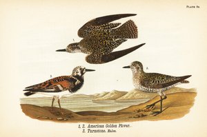 Pluvier doré américain, Pluvialis dominica 1,2, et tournepierre à collier, Arenaria interpres 3