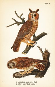 Hibou américain à longues oreilles, Asio otus 1, et hibou à courtes oreilles avec proie, Asio flammeus 2, mâles