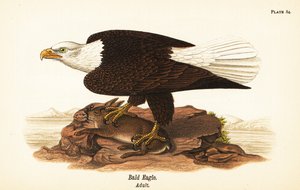 Pygargue à tête blanche, Haliaeetus leucocephalus, adulte avec proie de lapin