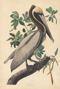 Pélican brun - John James (after) Audubon