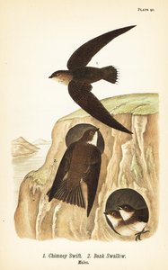 Martinet ramoneur, Chaetura pelagica 1, Hirondelle de rivage, Riparia riparia 2, mâles - John James (after) Audubon