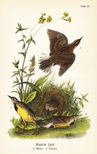 Sturnelle des prés, Sturnella magna - John James (after) Audubon