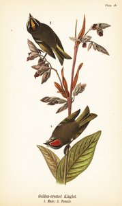 Roitelet à couronne dorée, Regulus satrapa