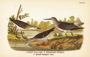 Grand Chevalier, Tringa melanoleuca 1, Bécasseau semipalmé, Calidris pusilla 2, et Bécasseau tacheté, Actitis macularius 3