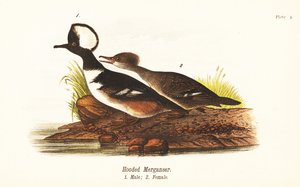 Harle couronné, Lophodytes cucullatus, mâle 1, femelle 2