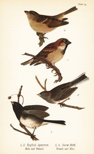 Moineau domestique, Passer domesticus, et Junco ardoisé, Junco hyemalis - John James (after) Audubon