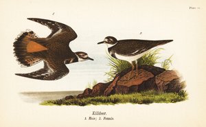 Pluvier kildir, Charadrius vociferus, mâle 1, femelle 2