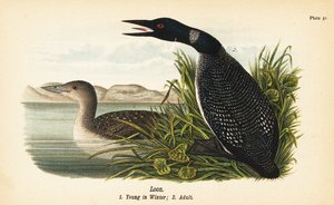 Plongeon huard, Gavia immer, jeune en hiver 1, adulte 2 - John James (after) Audubon
