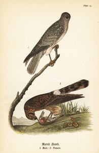 Busard Saint-Martin, Circus hudsonius - John James (after) Audubon