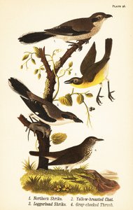 Pie-grièche boréale, Lanius borealis 1, ictérie polyglotte, Icteria virens 2, pie-grièche migratrice, Lanius ludovicianus - John James (after) Audubon