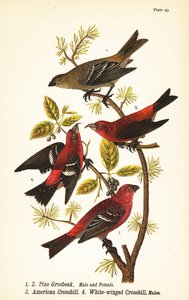 Durbec des sapins, Pinicola enucleator, mâle 1, femelle 2, bec-croisé des sapins ou bec-croisé rouge, Loxia curvirostra 3, bec-croisé bifascié, Loxia leucoptera 4, mâles - John James (after) Audubon
