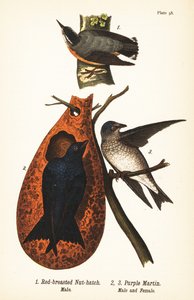 Sittelle à poitrine rousse, Sitta canadensis, mâle 1, et Hirondelle noire, Progne subis, mâle 2, et femelle 3