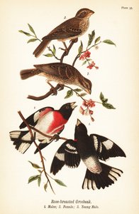 Cardinal à poitrine rose, Pheucticus ludovicianus