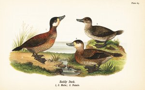 Érismature rousse, Oxyura jamaicensis, mâles 1,2, et femelle 3