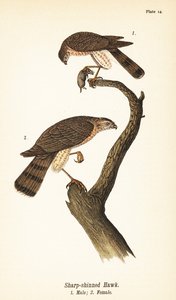 Épervier brun, Accipiter striatus, mâle avec proie 1, femelle 2