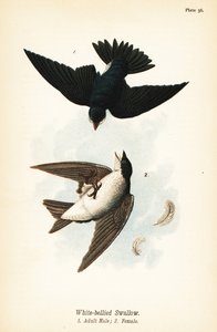 Hirondelle bicolore, Tachycineta bicolor