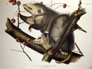 Opossum de Virginie, de 