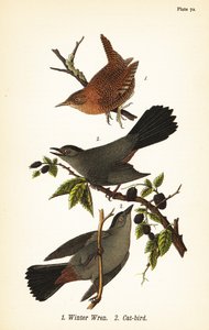 Troglodyte des forêts, Troglodytes hiemalis 1, et moqueur chat, Dumetella carolinensis 2 - John James (after) Audubon
