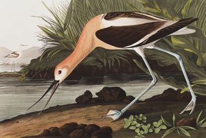 Avocette d