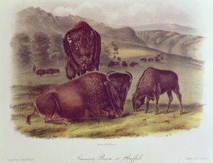 Bison américain ou buffle, de 