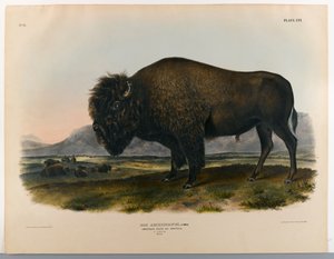 Bison ou buffle américain