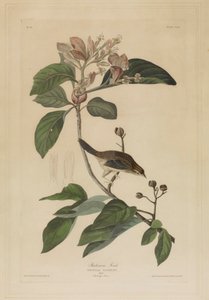  - John James Audubon