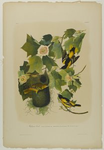 Oriole de Baltimore, imprimé par Julien Bien et publié par Roe Lockwood & Son, 1861
