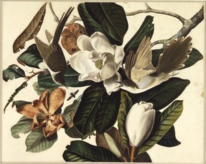 Coucou à bec noir, 1822 - John James Audubon