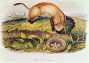Furet à pieds noirs de 