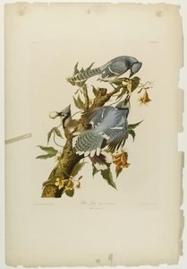 Geai bleu, imprimé par Julien Bien et publié par Roe Lockwood & Son, 1861