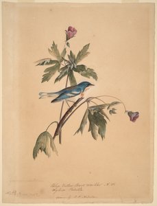  - John James Audubon