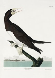  - John James Audubon