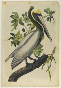 Pélican brun, imprimé par Julien Bien et publié par Roe Lockwood & Son, 1861 - John James Audubon