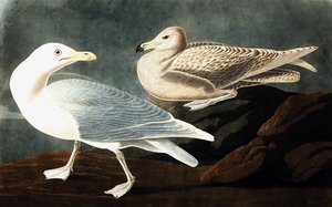 Goéland bourgmestre, Larus Glaucus, de "Les Oiseaux d