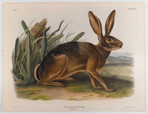 Lièvre de Californie, 1847