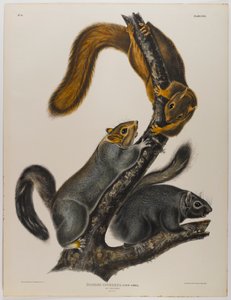 Écureuil chat