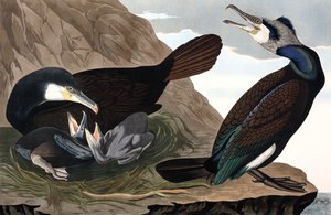 Grand Cormoran, Phalacrocorax Carbo, de "Les Oiseaux d