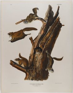 Écureuil volant commun - John James Audubon