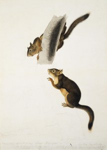 Écureuil de Douglas - John James Audubon