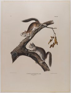 Écureuil duveteux - John James Audubon
