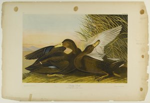 Canard sombre, imprimé par Julien Bien et publié par Roe Lockwood & Son, 1861 - John James Audubon