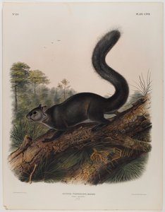 Écureuil sombre - John James Audubon