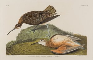Courlis esquimau, 1834