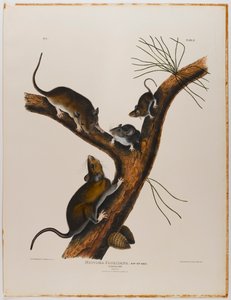 Rat de Floride